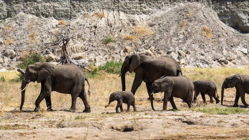 La Grande Migration du Serengeti: Spectacle animalier au cœur de l'Afrique
