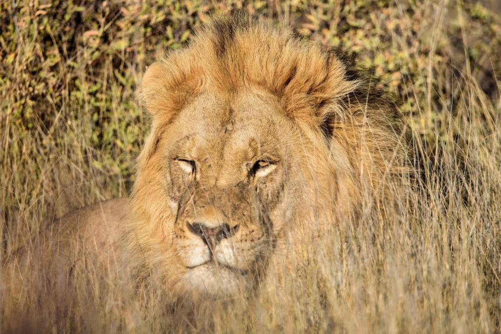 Les meilleures réserves du botswana pour un voyage en famille inoubliable