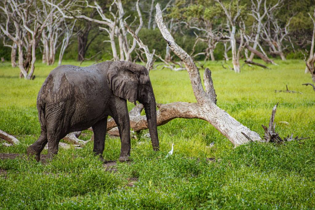 Agence de voyage Tanzanie : pourquoi Hors Pistes est une référence pour un voyage sur mesure, authentique et responsable